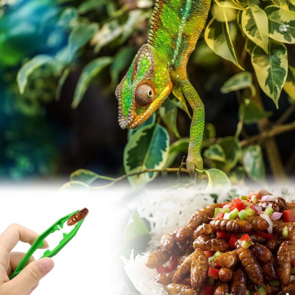 5 Pcs Reptiles Feeding Tweezers, Plastic tweezers,Reptile Feeding Tongs,Feeding Tongs, Reptile Feeding Tongs, Amphibians Feeding Tool, for Feeding Reptile,Insect, Snake, Lizard， Tortoise,Gecko - Image 5