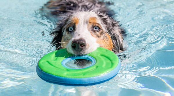 Chuckit Zipflight Floating Frisbee and Steering Wheel Dog Toy, Small (Assorted Color) - Image 2
