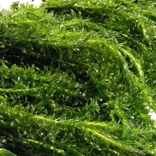 12 ELODEA DENSA - XL Bunch Oxygenating Weed Live Pond Plant Water Aquarium Aquatic Plants Egeria k2aqua - Image 2