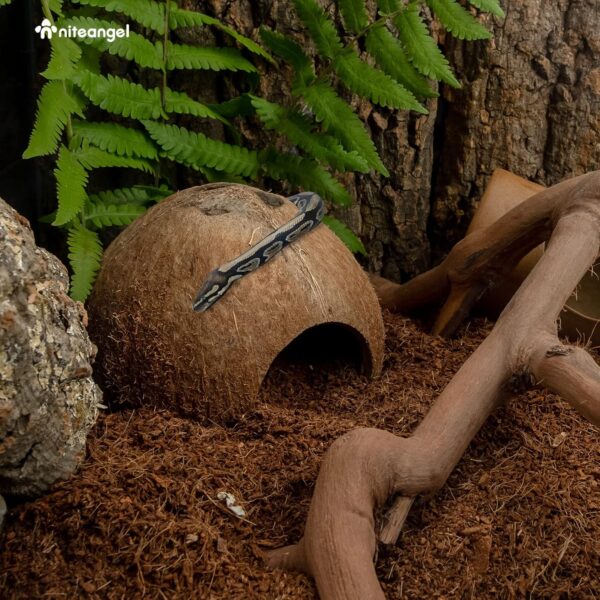 Niteangel 2 Pack Natural Coconut Reptile Hideouts, Lizard, Spider and Aquarium Fish Hide Cave (Natural Surface) - Image 3