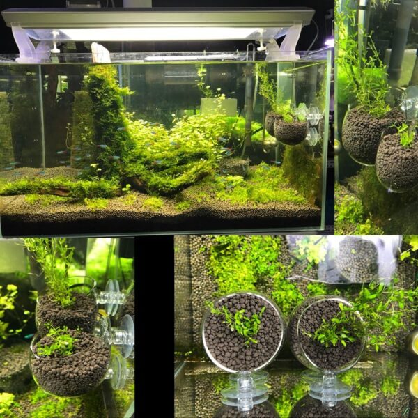 SENZEAL 2x Plant Glass Cup Pot with 4x Suction Cups for Fish Tank Aquarium Aquascaping - Image 4