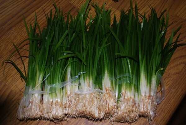 Biotope Aquatics Ltd - Live Aquarium Plants - Collection of Aquatic Plants for Your Fish Tank (25 Plant Pack) - Image 8