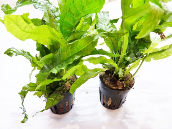 Aquarium Live Plants, Various Fish Tank"Living" Plant decoration (Java Fern Double) - Image 3
