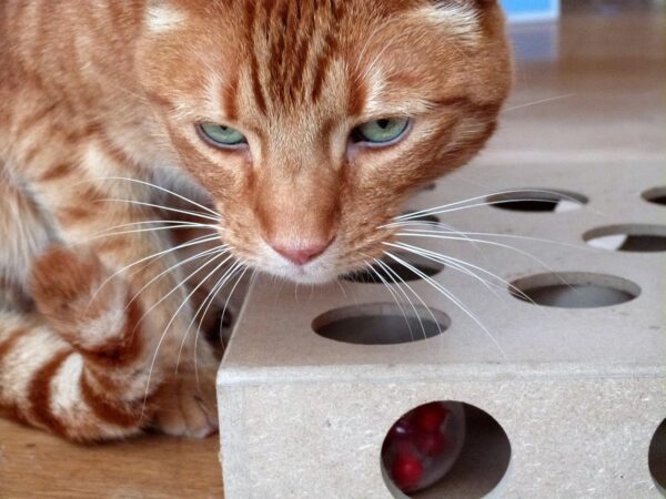 Unique Design - Interactive Indoor Cat Toy Puzzle Box – As Seen on Channel 5’s The Secret Life of Kittens - Four Cat Toys Included, 3 Balls and a Mouse – Best Gift for any Cat, Kitten or Their Owner! - Image 2