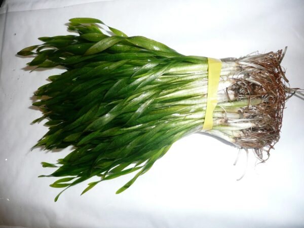 Biotope Aquatics Ltd - Live Aquarium Plants - Collection of Aquatic Plants for Your Fish Tank (25 Plant Pack) - Image 5