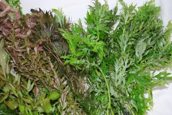 Biotope Aquatics Ltd - Live Aquarium Plants - Collection of Aquatic Plants for Your Fish Tank (25 Plant Pack) - Image 2