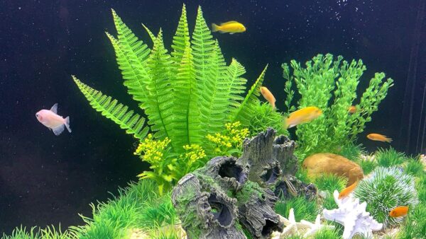 BEGONDIS Artificial Green Water Plants, Starfish Ornament Set, Fish Tank Aquarium Decorations, Made of Soft Plastic (starfish plant set 1) - Image 3