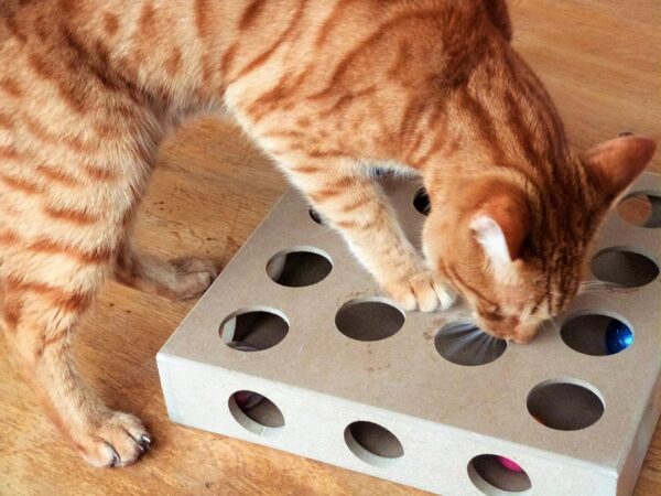Unique Design - Interactive Indoor Cat Toy Puzzle Box – As Seen on Channel 5’s The Secret Life of Kittens - Four Cat Toys Included, 3 Balls and a Mouse – Best Gift for any Cat, Kitten or Their Owner! - Image 8