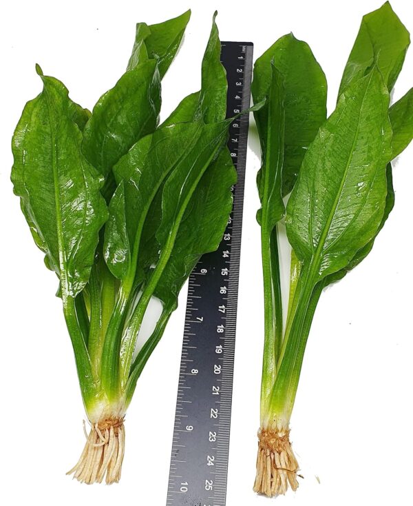 2 x Echinodorus Bleheri Live Aquarium Plant Amazon Sword - Image 5
