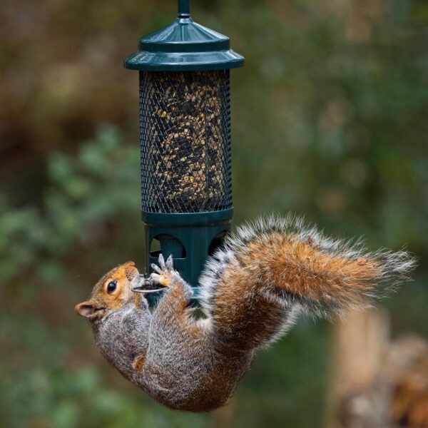 Squirrel Proof Bird Feeder for Seeds - Jacobi Jayne® Squirrel Buster® Seed Bird Feeder – Pigeon Proof Metal Bird Seed Feeder for Wild Birds – Easy Clean Hanging Seed Bird Feeder for Garden Birds - Image 3