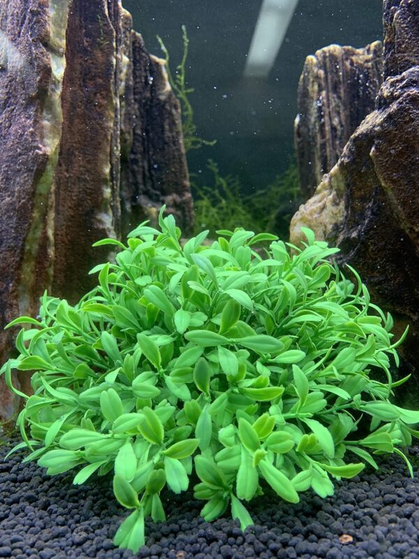 BEGONDIS Aquarium Decorations Fish Tank Artificial Green Water Plants Made of Soft Plastic, Good for All Fish & Pets (g5) - Image 4