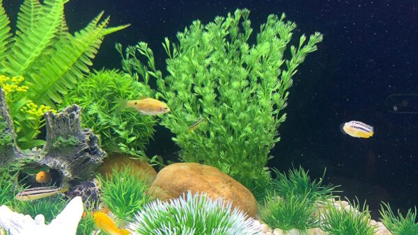 BEGONDIS Artificial Green Water Plants, Starfish Ornament Set, Fish Tank Aquarium Decorations, Made of Soft Plastic (starfish plant set 1) - Image 5
