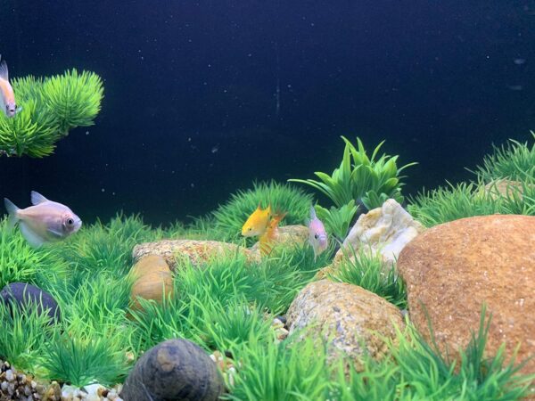 BEGONDIS Artificial Aquarium Green Water Plants Tree Set 25 Pcs, Fish Tank Aquarium Decorations (Set 1) - Image 5