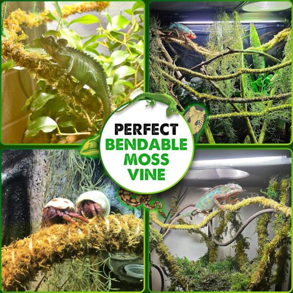 DUSPRO 10FT Reptile Vines Climbing Bendable Branch Reptile Natural Moss Rope Jungle Decor Bearded Dragon, Chameleon Tank Accessories Amphibian Habitat - Snake Gecko Lizard Terrarium (AS) - Image 3