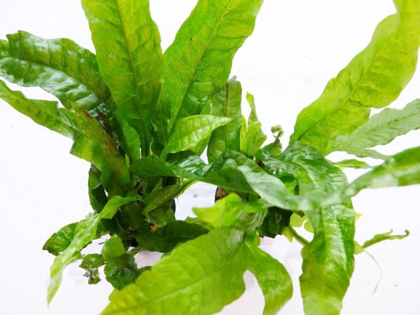 Aquarium Live Plants, Various Fish Tank"Living" Plant decoration (Java Fern Double) - Image 2