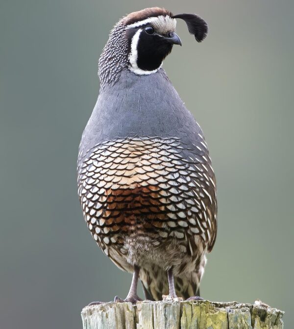 1kg QUAIL SEED MIXED CAGE BIRD FOOD LJJ - Image 3