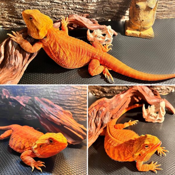 Reptile Carpet, Bearded Dragon Substrates, Tortoise Bedding Mat, Terrarium Substrate Liner for Leopard Gecko, Tortoise, Turtle, Lizard, Snake, Iguana Reptile Tank Accessories Black(45x180cm) - Image 7