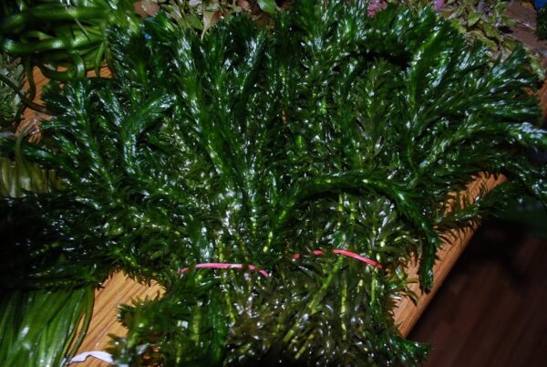 Biotope Aquatics Ltd - Live Aquarium Plants - Collection of Aquatic Plants for Your Fish Tank (25 Plant Pack) - Image 6