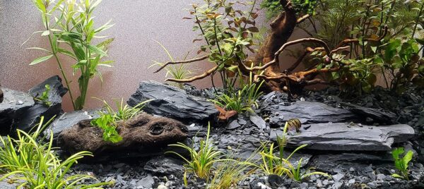 Natural Black Slate - 3 to 5 Inches Stones. for Aquascaping Aquariums, Terrariums, Paludariums, Nano Tanks, Reptile Enclosures and Miniature Gardens | USA Family Owned (12 pounds) - Image 8