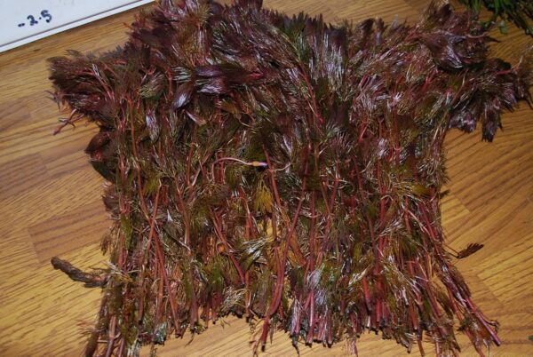 Biotope Aquatics Ltd - Live Aquarium Plants - Collection of Aquatic Plants for Your Fish Tank (25 Plant Pack) - Image 7