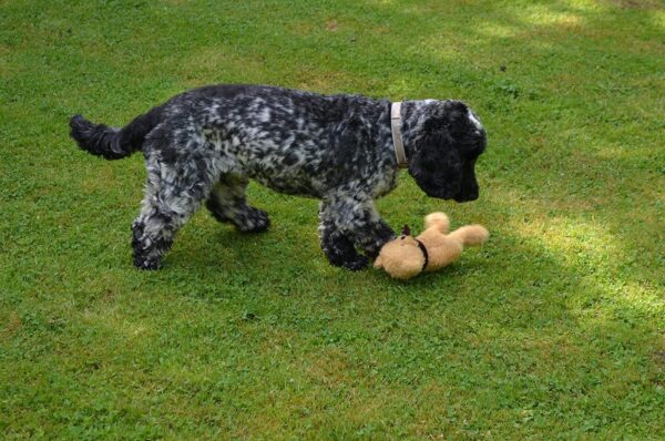 Scarlaroo present our Dog Teddy - Squeaky Dog Toys range of Soft Plush Bears made especially for small dogs and medium breeds. (Little Rusty) - Image 5