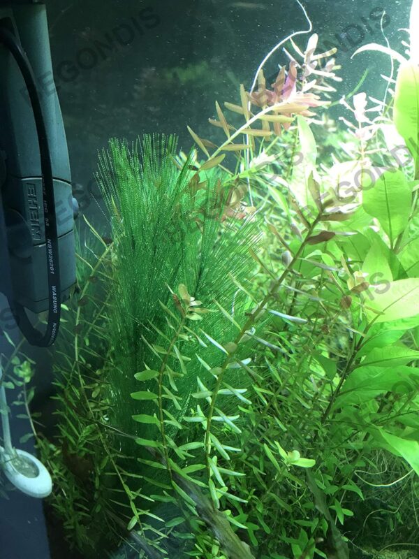 BEGONDIS 3PCS Aquarium Decorations Fish Tank 30CM/11 Artificial Green Water Plants - Image 4