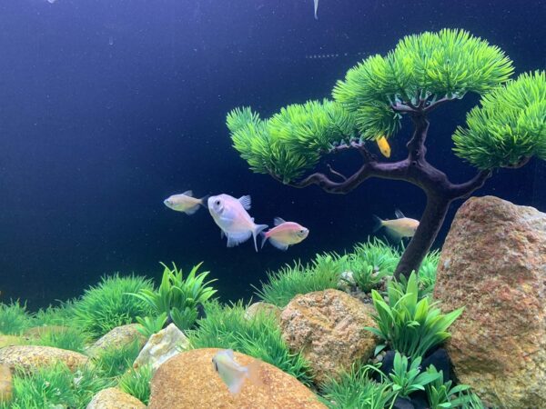 BEGONDIS Artificial Aquarium Green Water Plants Tree Set 25 Pcs, Fish Tank Aquarium Decorations (Set 1) - Image 3