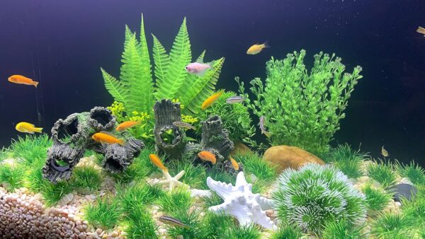 BEGONDIS Artificial Green Water Plants, Starfish Ornament Set, Fish Tank Aquarium Decorations, Made of Soft Plastic (starfish plant set 1) - Image 7