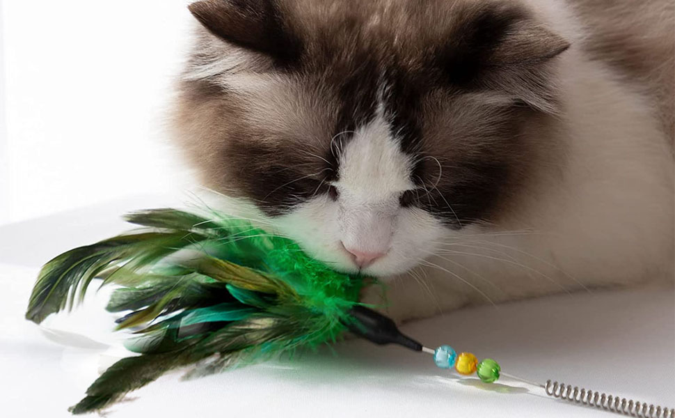 cat toy feather