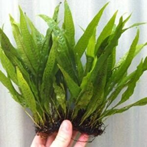 Java Fern on 3 x 2.5 Coco Mat | Microsorum Pteropus - Easy Tropical Live Aquarium Plant by Aquarium Plants Discounts