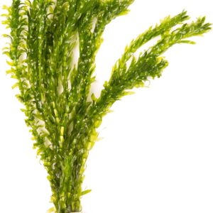 Lincolnshire Pond Plants Ltd 5 x Oxygenating Weed Live Pond Plant ELODEA DENSA - Also Aquarium Aquatic Plants