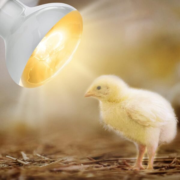 Adiwo Basking Spot Lamp, 2 Pack 100W Reptile Heat Bulb, Tortoise Heat Lamp, Natural Light Basking Bulb Light Heat Lamp for Reptiles, Amphibian, Chicks, Puppies Heating Use (White) - Image 6