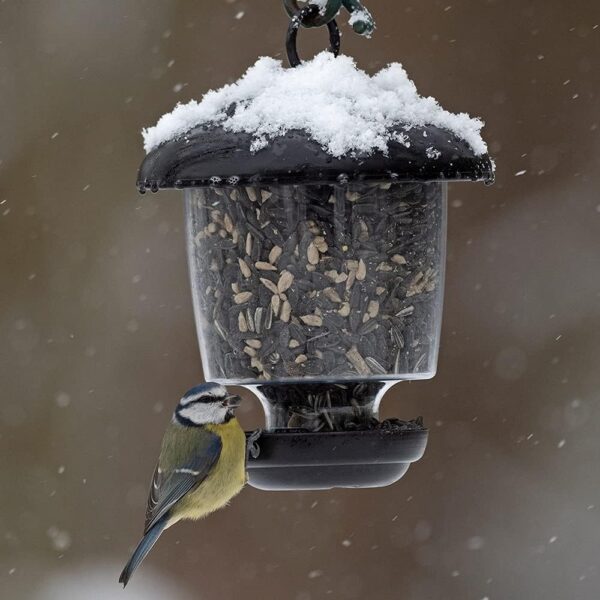 Hanging Lantern Garden Bird Feeder - Jacobi Jayne Little Lantern Outdoor Hanging Bird Feeder - Small Seed And Mealworm Bird Feeder For Garden And Wild Birds - Image 3