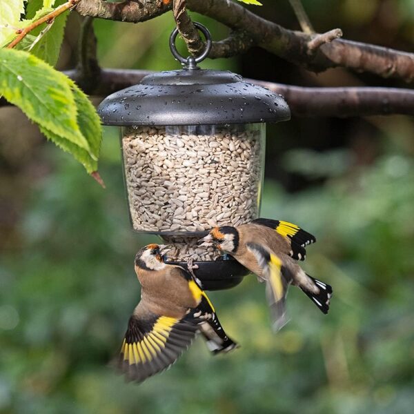 Hanging Lantern Garden Bird Feeder - Jacobi Jayne Little Lantern Outdoor Hanging Bird Feeder - Small Seed And Mealworm Bird Feeder For Garden And Wild Birds - Image 2