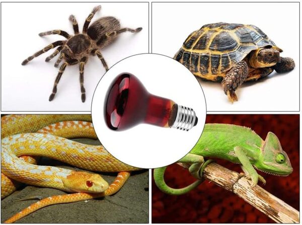 ANCLLO 2pcs Reptile Heating Bulbs, Durable Infrared Heat Lamp Warming Light Bulb Red Pet Light for Reptile and Amphibian Lizard Tortoise Spider Snake Chameleon 220-230V(75W) - Image 6