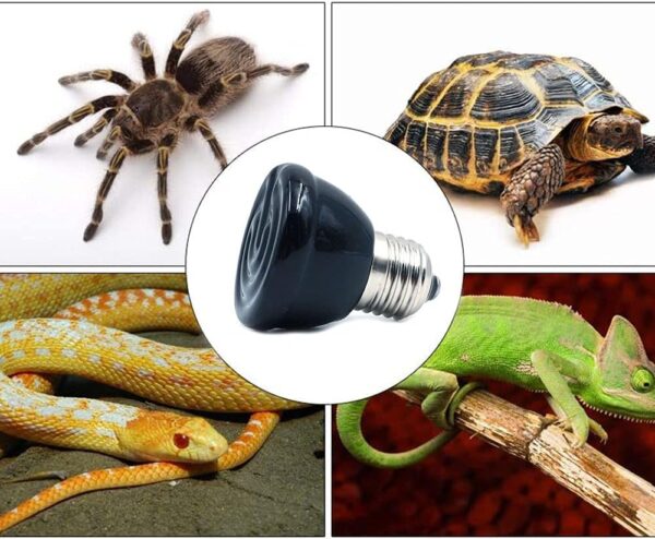 ANCLLO E27 Bulb Far Infrared Ceramic Pet Heating Lamp for Lizard Fruit Spider Reptile Box Warmer Bulbs 100W - Image 6