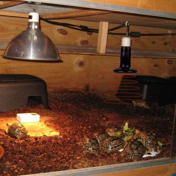 POFET Reptile Heat Lamp 200W with One Digital Thermometer, Infrared Ceramic Heating Non-light Lamps Emitter 220-230V (Black) - Image 2