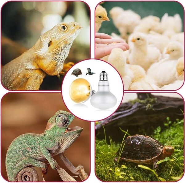 YANGUN 2 Pack Reptile Heat Lamp 100W, E27 Heat Bulb for Reptiles, Daylight Basking Spot Bulb, Tortoise Heat Lamp Bulb, Reptile Heating Bulb for Tortoise, Amphibian, Chicks, Puppies, Lizard, Snakes (B) - Image 7