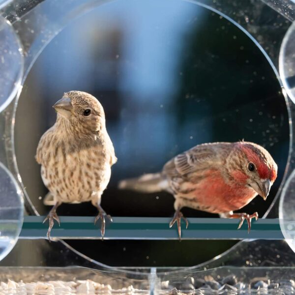 Window Bird Feeder with Drainage Holes Strong Suction Cups Acrylic Clear Wild Bird Feeder House Bird Seed Feeders Windowsill Birdfeeders for Garden Outdoor Backyard Wildlife Little Birds Watching - Image 2