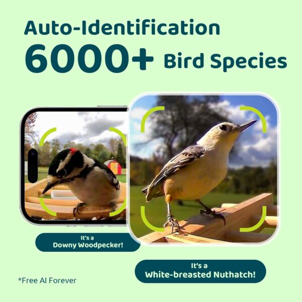 Birdfy Upgraded- Bird Feeder Camera, Auto Record Video & Notify When Birds Visit, Bamboo Bird Feeders, Bird Box Camera, Smart Bird Feeder - Image 2