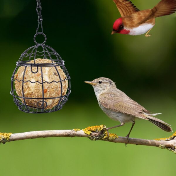 Fzyisw 4Pcs Fat Ball Feeder, Bird Feeders Hanging, Metal Fat Ball Bird Feeder Holder with 4 S-Shaped Hooks, Fat Ball Feeder for Feeding Outdoor Garden Wildlife Birds - Image 4