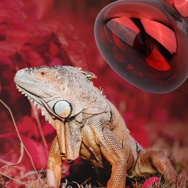 DERNORD Infrared Heat Lamp for Reptiles - 150W Red Basking Spot Bulb Night Heat Lamp for Tortoise Chameleon Puppy Bearded Dragon Poultry Vivarium Terrarium 2 Pack - Image 5