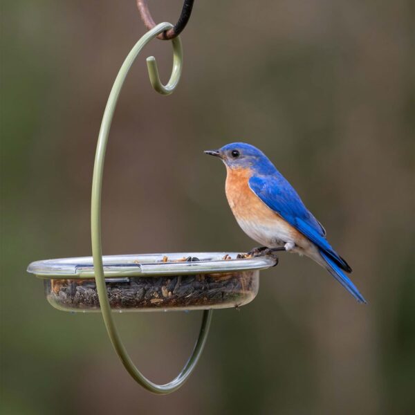 Mealworm and Robin bird feeder - Jacobi Jayne® Easy-Clean Hanging Treat Dish - Ideal for Bird Seed, Mealworms & table scraps - Hanging bird feeder for wild bird food (Hanging Treat Dish) - Image 2