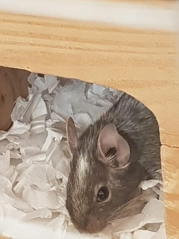 Sleepy Degu Bedding (60g) - Image 4