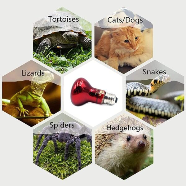 ANCLLO 2pcs Reptile Heating Bulbs, Durable Infrared Heat Lamp Warming Light Bulb Red Pet Light for Reptile and Amphibian Lizard Tortoise Spider Snake Chameleon 220-230V(75W) - Image 7