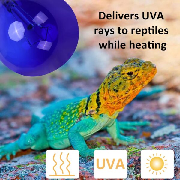 AIICIOO Daylight Blue Reptile Lamp UVA Heating Bulb E27 Reptile Heating Light for Turtles Lizards Snakes Bearded Dragons Frogs 40W 2 Pack - Image 5