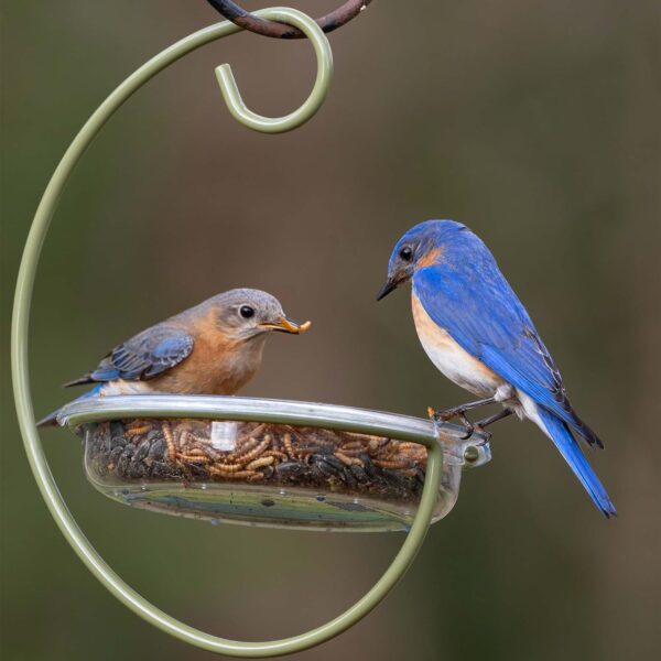 Mealworm and Robin bird feeder - Jacobi Jayne® Easy-Clean Hanging Treat Dish - Ideal for Bird Seed, Mealworms & table scraps - Hanging bird feeder for wild bird food (Hanging Treat Dish) - Image 3