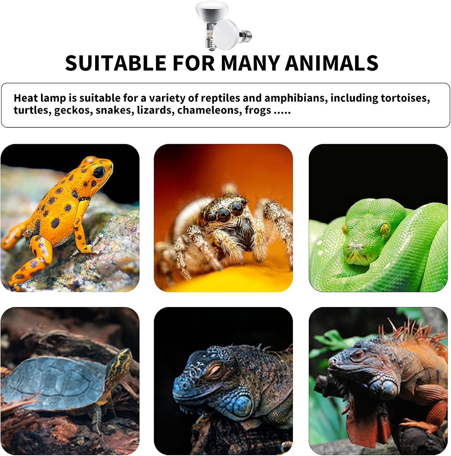 DoRight E27 Reptile Heating Lamp Bulb 50W, Dimmable UVA Light Backlight, Basking Light, Heating Light Bulb, for Chick Bearded Dragon, Lizard, Tortoise, Hedgehogs Reptiles & Amphibians - Image 7