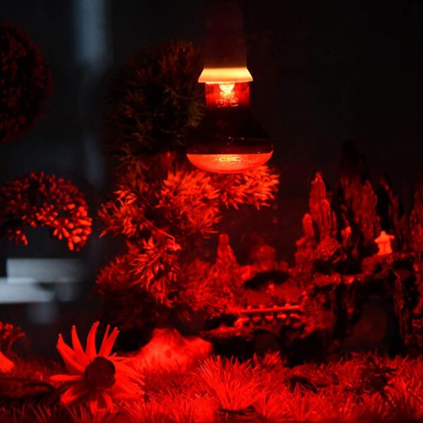 Yolispa Heat Lamp Light Bulb for Reptile Red Lights, Amphibian, Dog,Chicken and Other Animal Heating Use 75W - Image 2