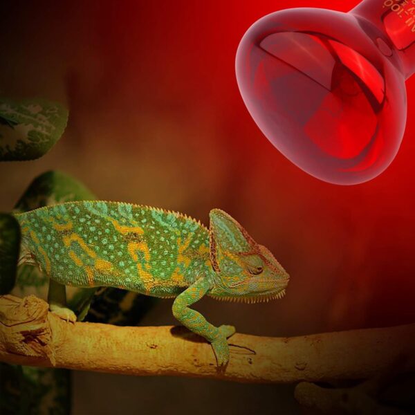 AIICIOO Infrared Heating Bulb Tortoise Red Heat Lamp Bulb Basking Bulb 50W for Lizard, Spider, Frog, Snake, Bearded Dragon2pack Red - Image 2